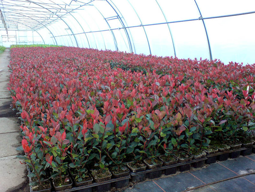 photinia-fraseri-little-red-robin-5