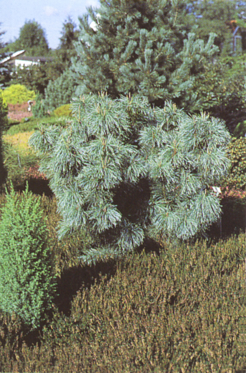 PINUS pumila ´Glauca´