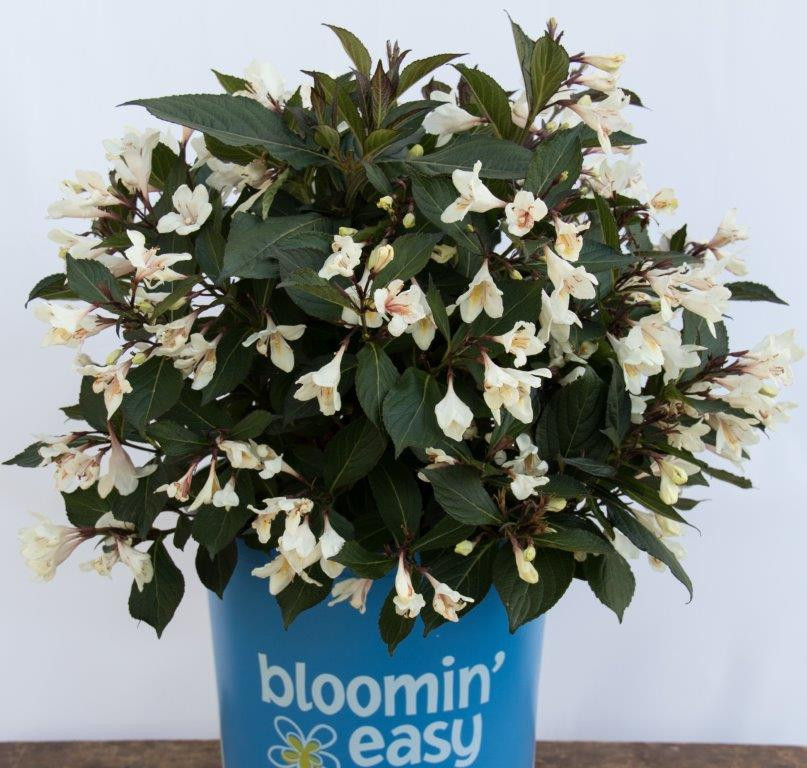 WEIGELA florida ´Ebony & Ivory´ (´Velda´)Ⓢ Laubgehölze Sortiment