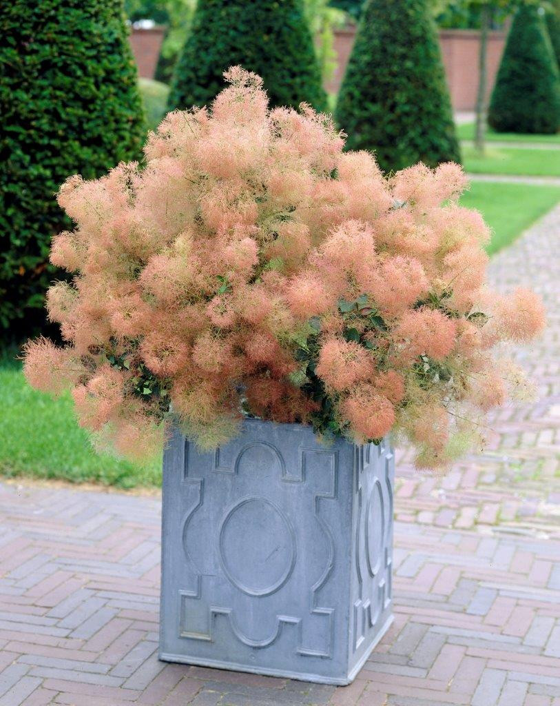 COTINUS coggygria ´Young Lady´Ⓢ