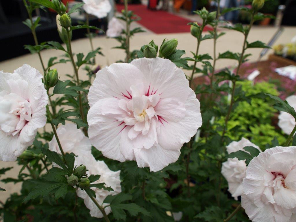 HIBISCUS syriacus ´China Chiffon´ (´Bricutts´)Ⓢ