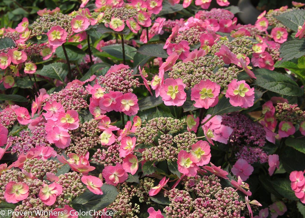 HYDRANGEA-serrata-Cotton-Candy