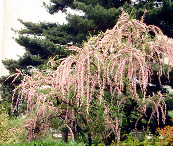 BUDDLEJA alternifolia