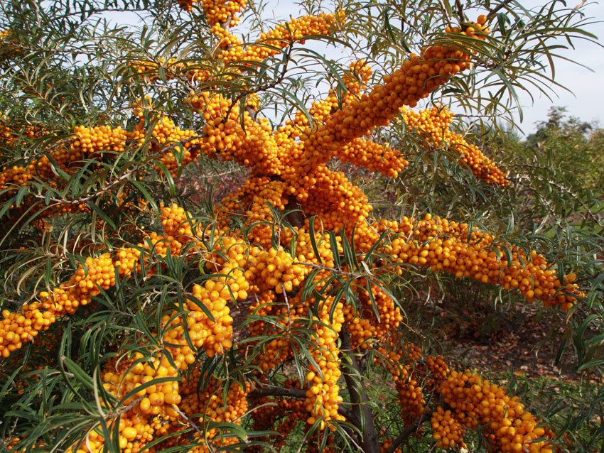 HIPPOPHAE rhamnoides ´Orange Energy´® (´Habego´)Ⓢ