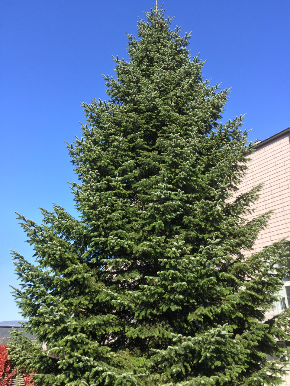 ABIES nordmanniana - HKG Ambrolauri