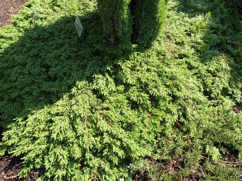 Hochstamm Grüner Kriechwacholder Green Carpet 80-100cm Juniperus communis