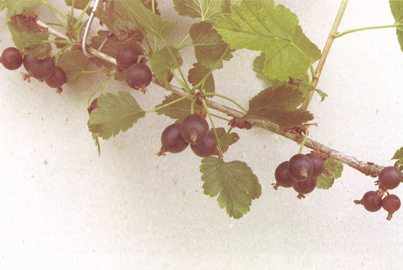 RIBES nidigrolaria ´Jostabeere´