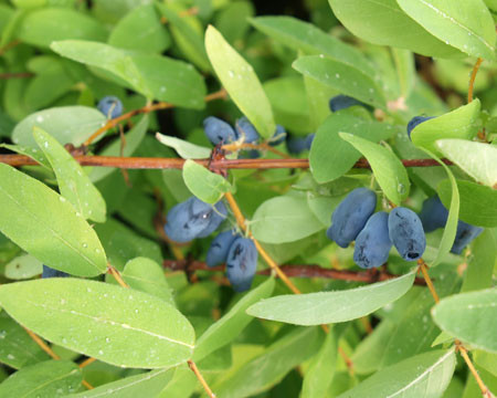 LONICERA kamtschatica ´Zojka´