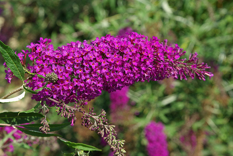 BUDDLEJA davidii ´Nanho Purple´ (=´Momum´)