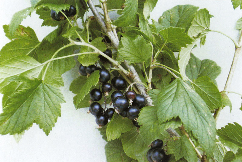 RIBES nigrum ´Silvergieters Schwarze´