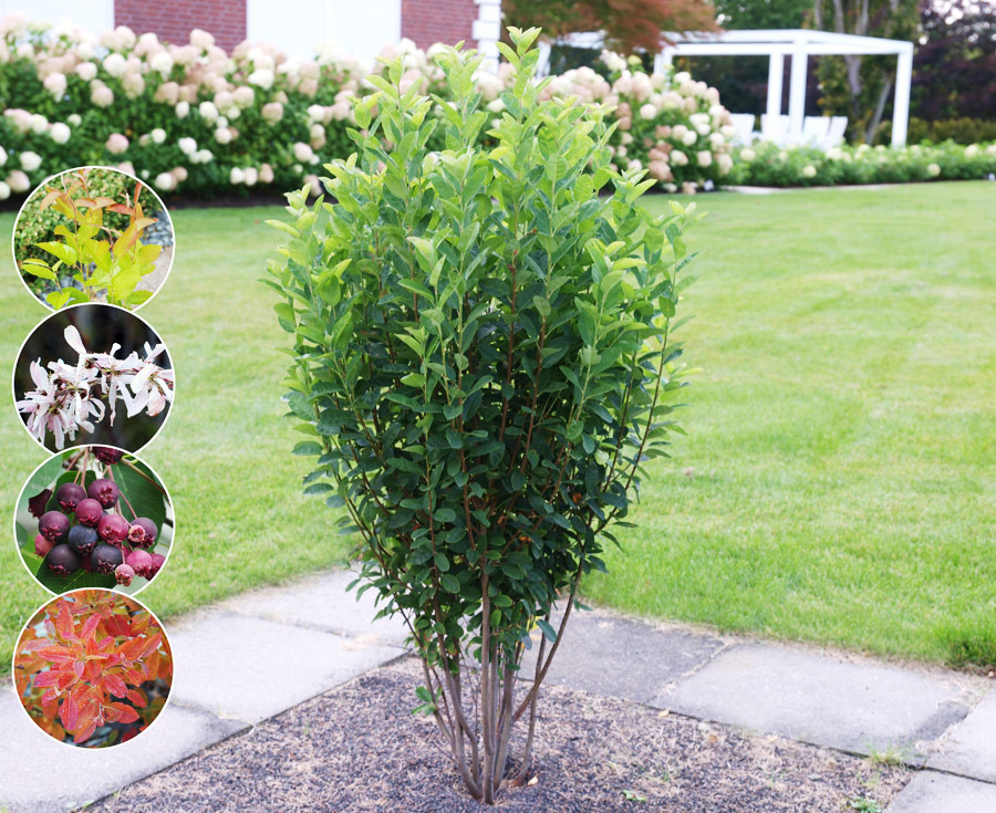 AMELANCHIER ´Rainbow Pillar´® (´Glennform´)