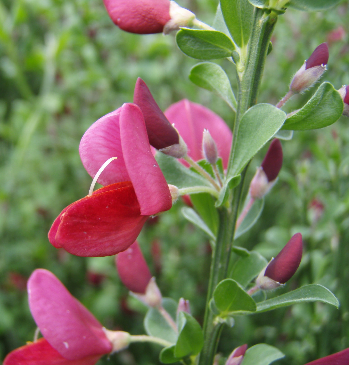 CYTISUS scoparius ´Boskoop Ruby´