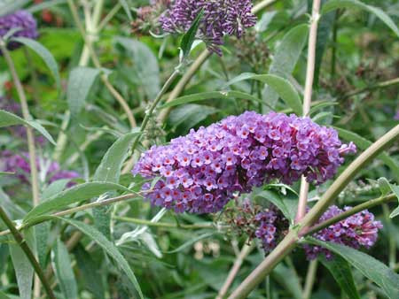 BUDDLEJA davidii ´Nanho Blue´ (= ´Mongo´)