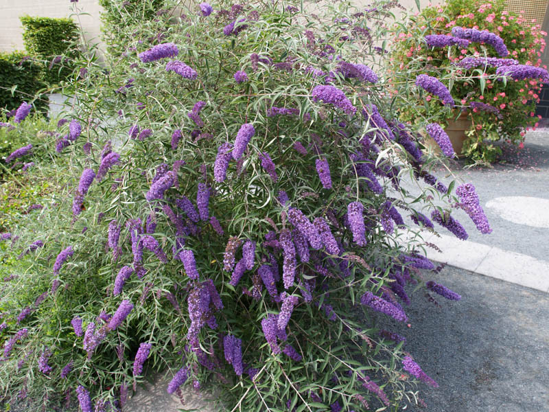 BUDDLEJA davidii ´Empire Blue´