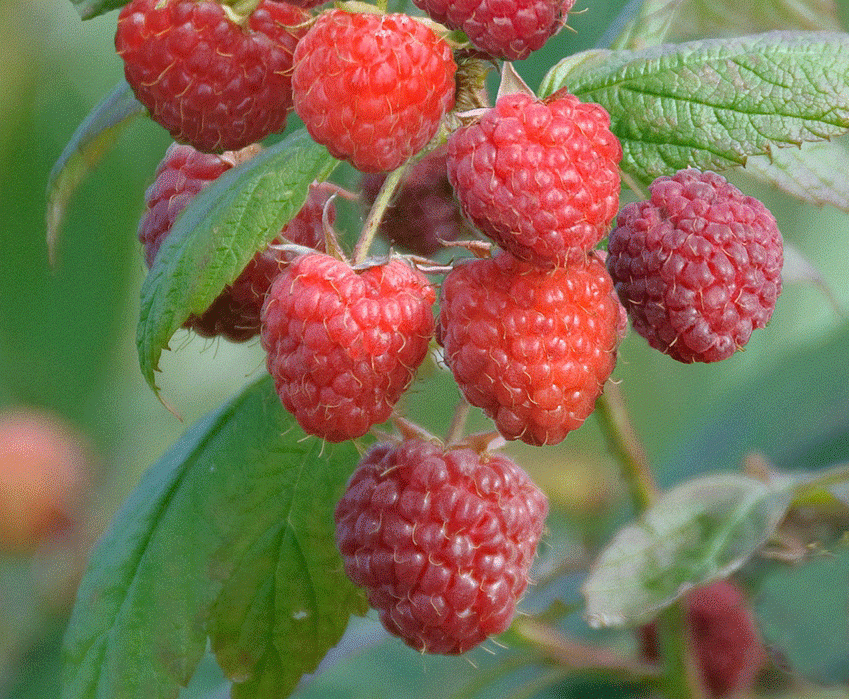 RUBUS idaeus ´Aroma-Queen (´Aromquee’)Ⓢ