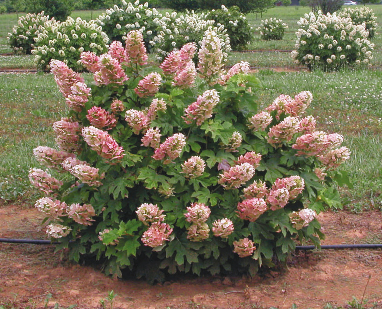 HYDRANGEA quercifolia ´Ruby Slippers´