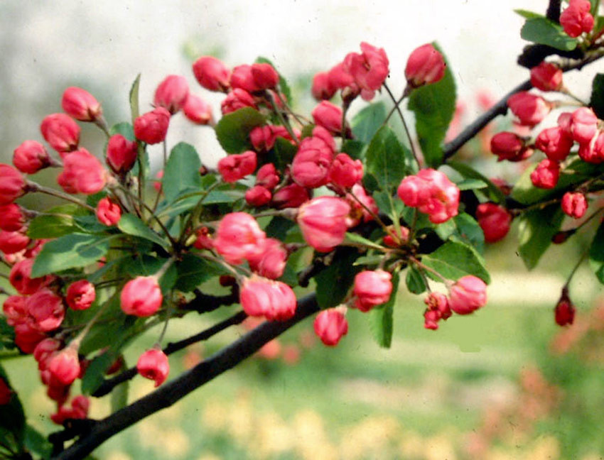 MALUS ´Hillieri´ (= scheideckeri ´Hillierii´)