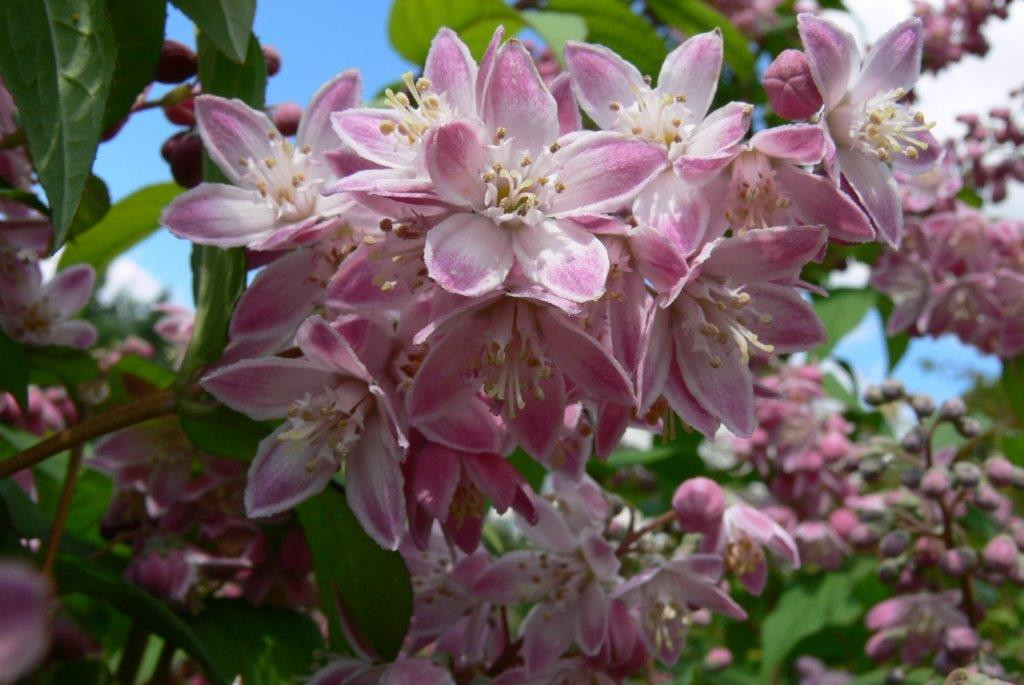 DEUTZIA magnifica ´Tourbillon Rouge´ (= hybrida ´Tourbillon Rouge´)