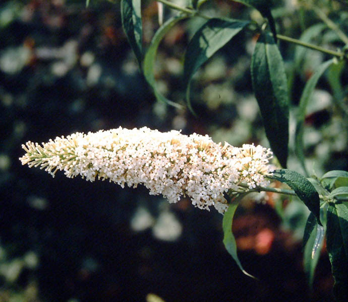 BUDDLEJA davidii ´Peace´