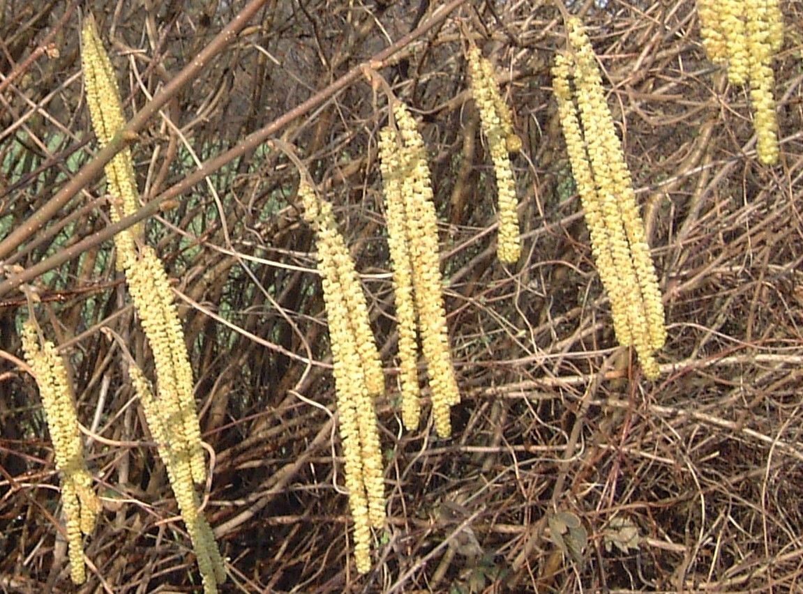 CORYLUS avellana