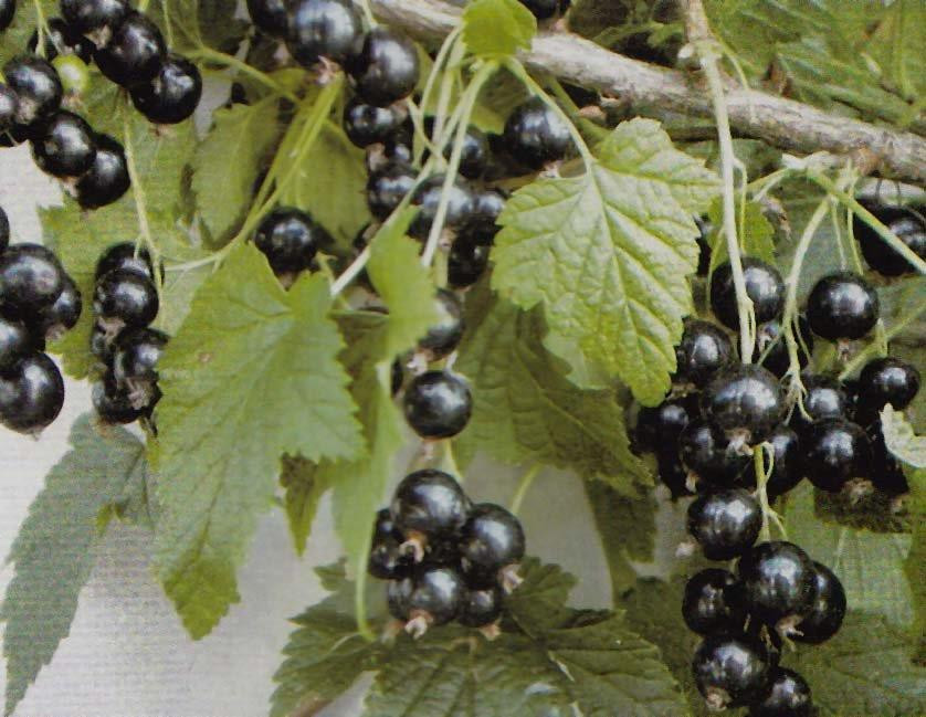 RIBES nigrum ´Malling Jet´