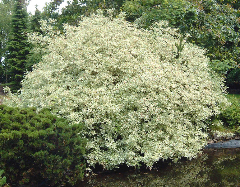 CORNUS alba ´Elegantissima´ (= ´Argenteomarginata´)