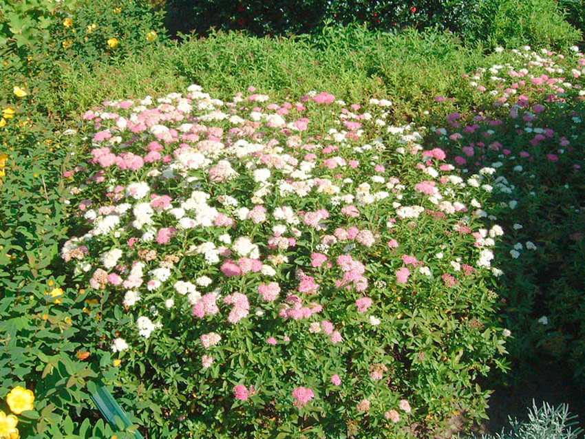 SPIRAEA japonica ´Shirobana´ (= ´Genpei´, ´Shibori´)