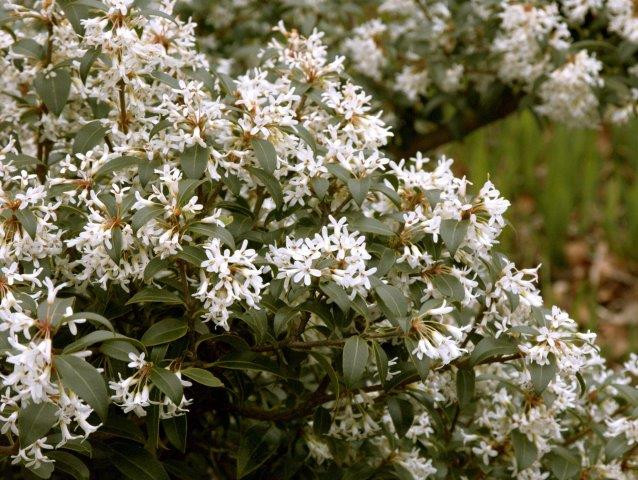 OSMANTHUS burkwoodii