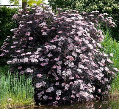 SAMBUCUS nigra ´Black Lace´® (´Eva´)Ⓢ