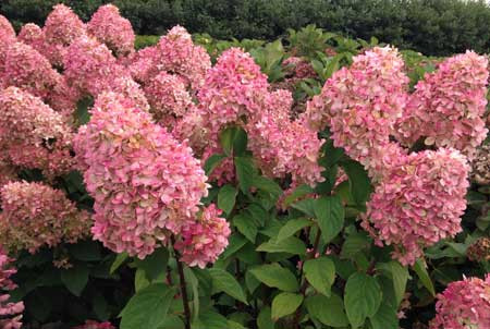 HYDRANGEA paniculata ´Magical® Candle´ (´Bokraflame´)Ⓢ