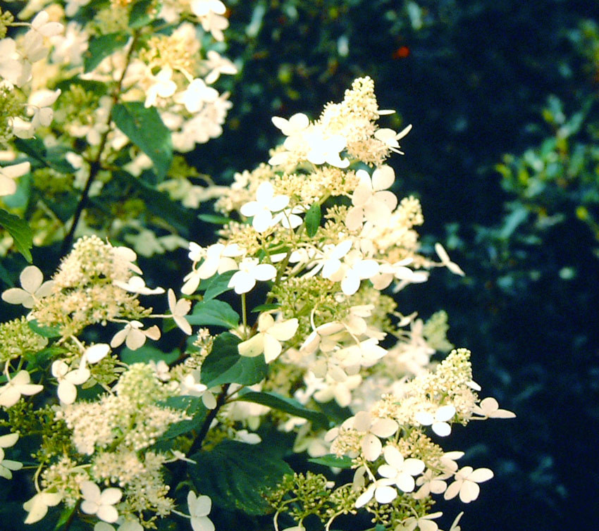 HYDRANGEA paniculata ´Kyushu´