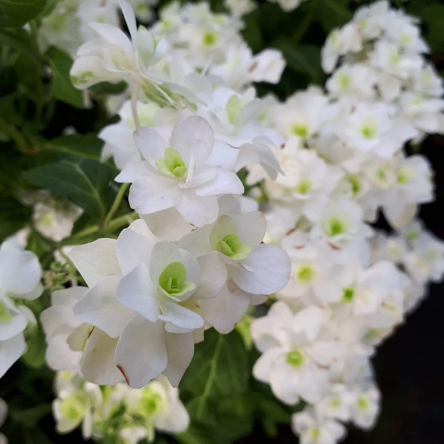 Image of Serrata hydrangea white