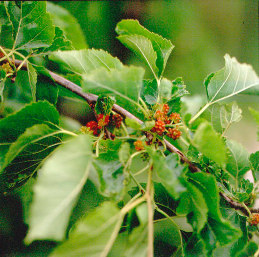 MORUS alba (= australis, bombycis, kagayamae, mongolica)