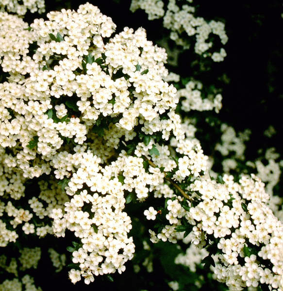 CRATAEGUS monogyna