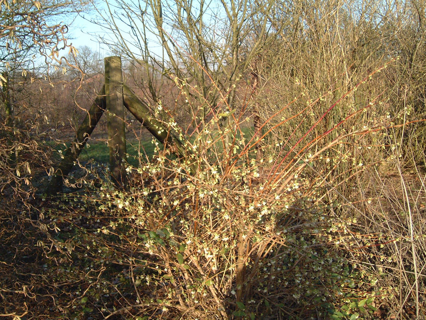 LONICERA purpusii (= fragrantissima x standishii)