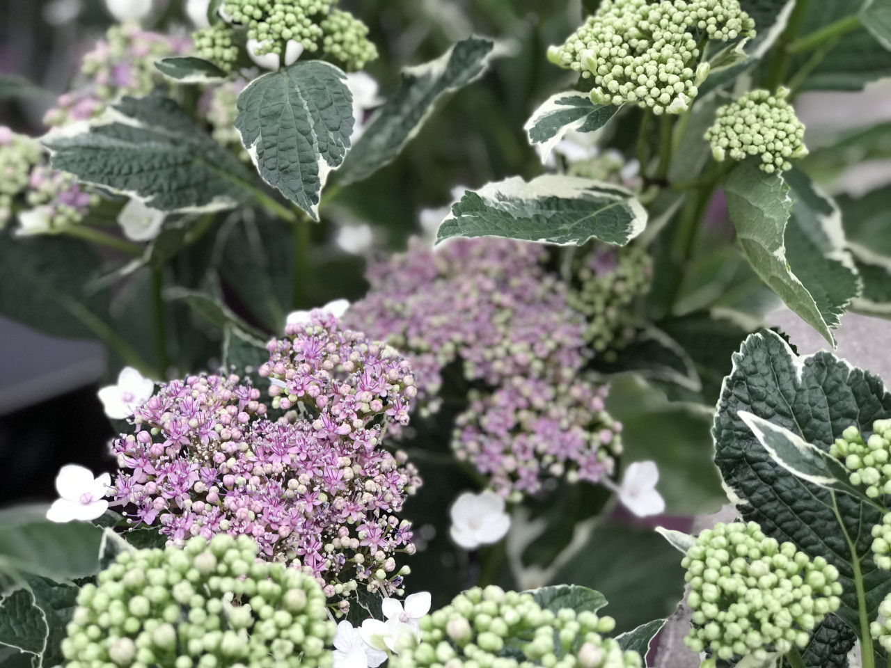 HYDRANGEA macrophylla ´Light-O-Day´ (´Bailday´) FE®