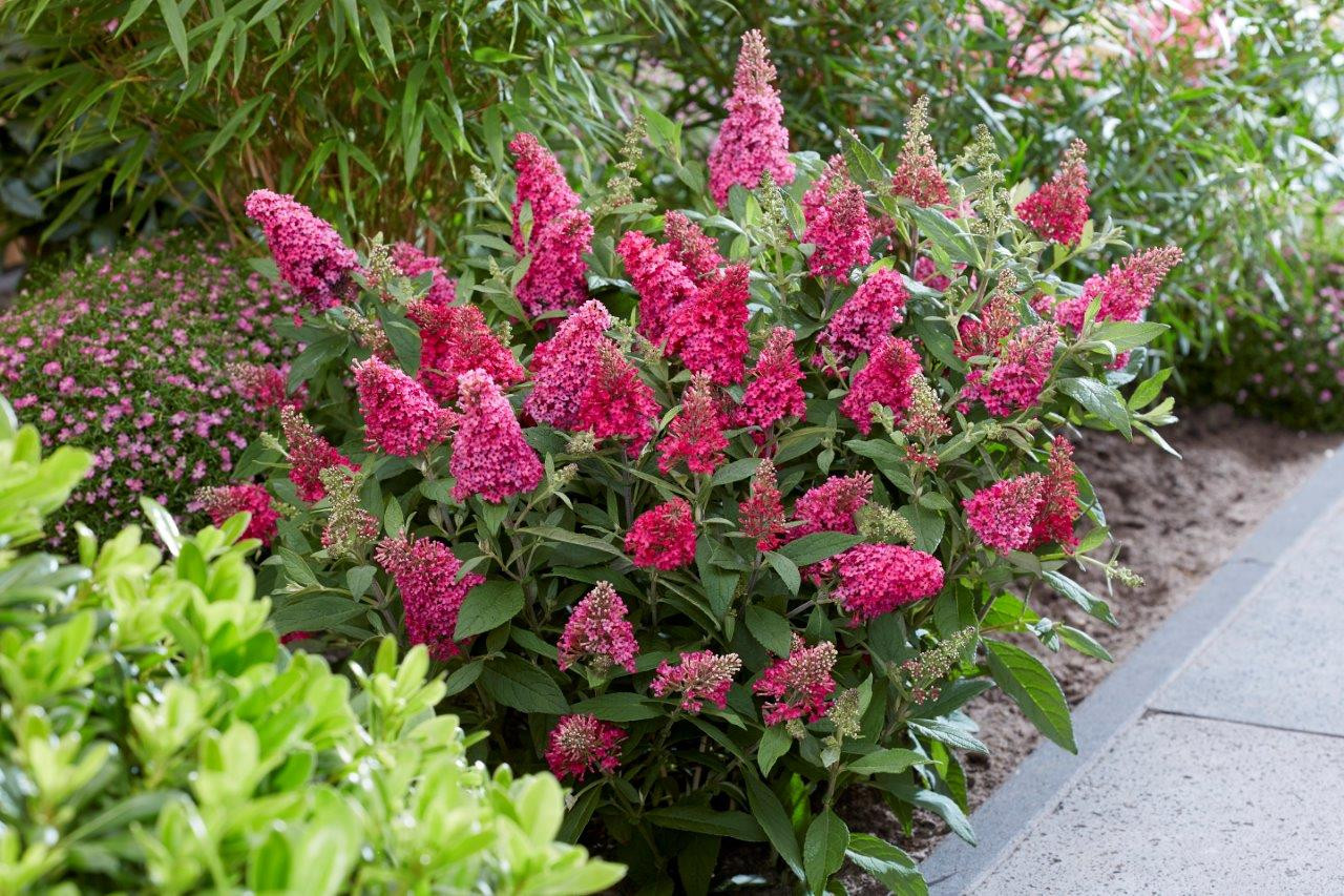 BUDDLEJA davidii ´Butterfly Candy® Little Ruby´ (´BotEx006´)Ⓢ