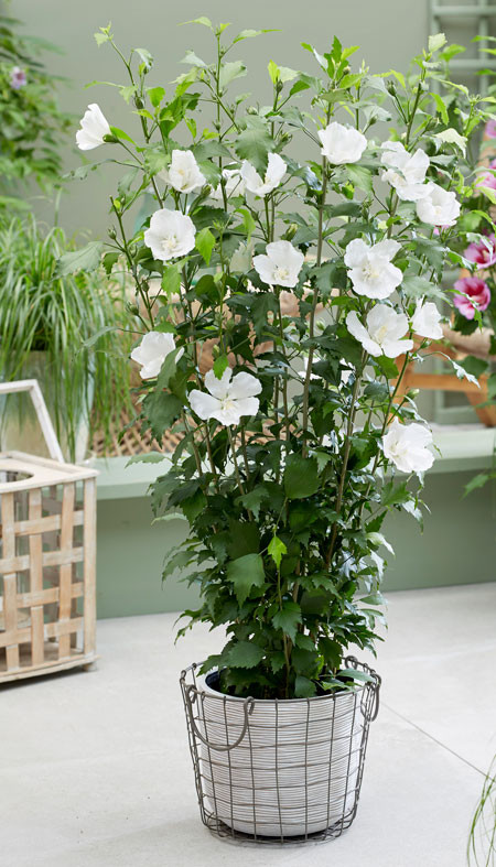HIBISCUS syriacus ´Flower Tower White (´Gandini van Aart´)Ⓢ