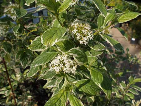 CORNUS alba ´Sibirica Variegata´