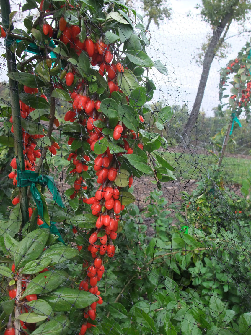 LYCIUM barbarum ´Big Lifeberry´® (´KOJULBB´)