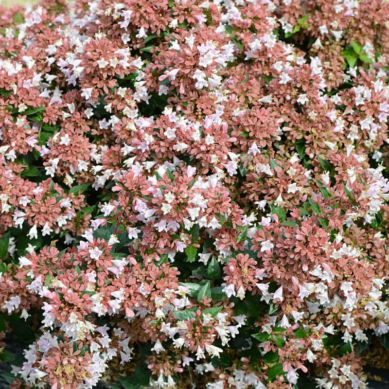 Abelia ´Raspberry Profusion´Ⓢ