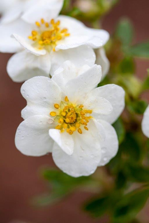 POTENTILLA fruticosa ´Crème Brûlée´ (´Bailbrule´) FE®