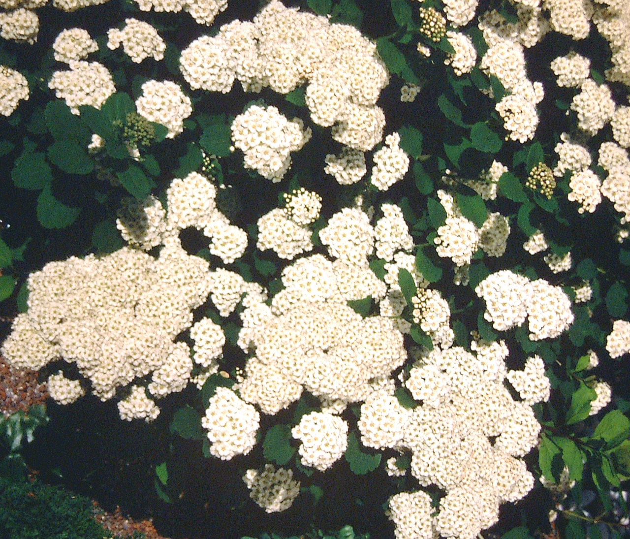 SPIRAEA betulifolia ´Tor´