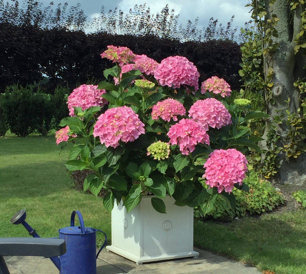 HYDRANGEA macrophylla ´Belle Seduction´® (´Bodalan´)Ⓢ