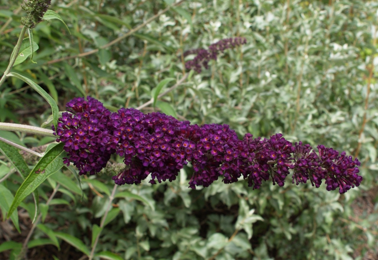 BUDDLEJA davidii ´Black Knight´