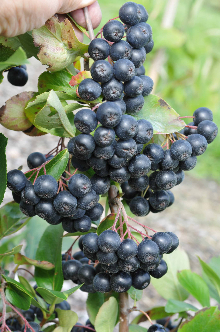 ARONIA prunifolia ´Nero´ (= melanocarpa ´Nero´)