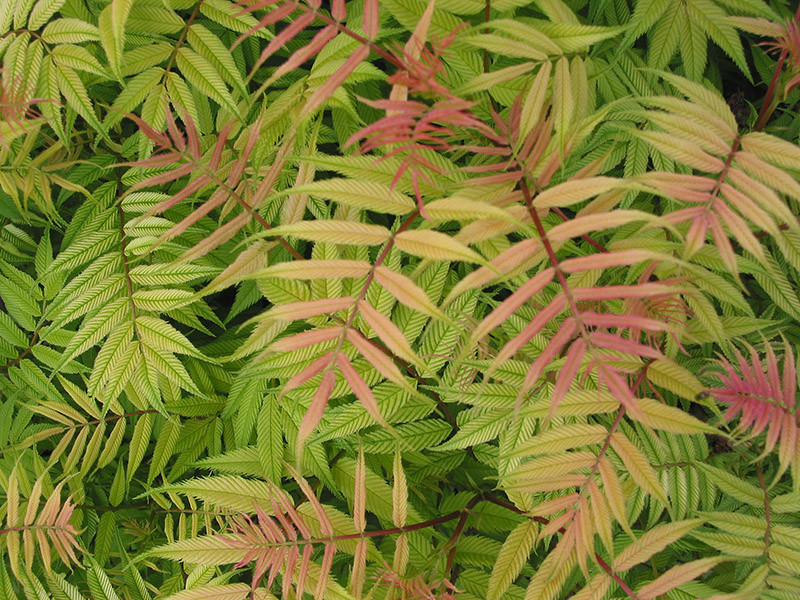 SORBARIA sorbifolia ´Sem´Ⓢ