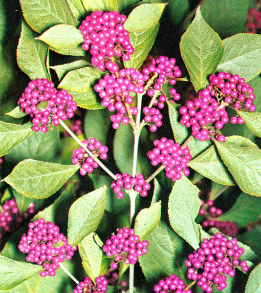 CALLICARPA bodinieri giraldii ´Profusion´