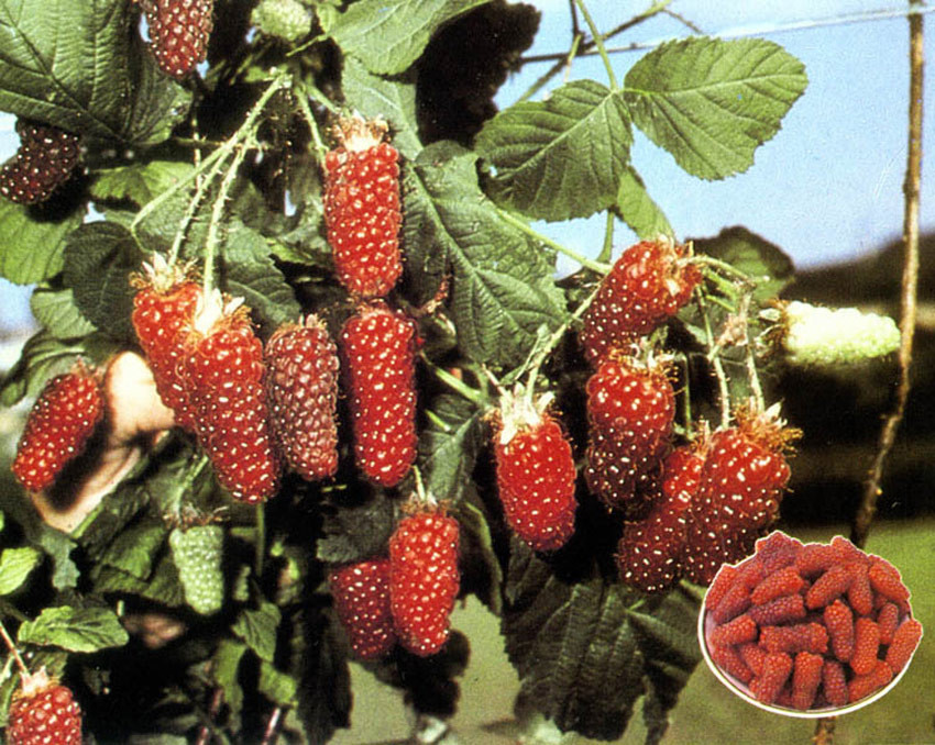 RUBUS ´Buckingham Tayberry´® CAC