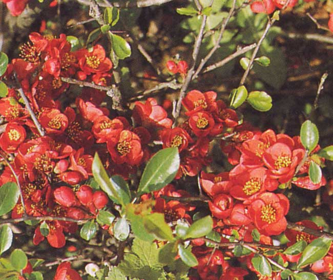 CHAENOMELES speciosa ´Friesdorfer Typ 205´